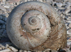 Northern Moon Shell